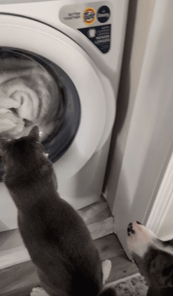 출처 : Reddit / 드럼세탁기를 긁고 있는 프레첼이 신기한 강아지
