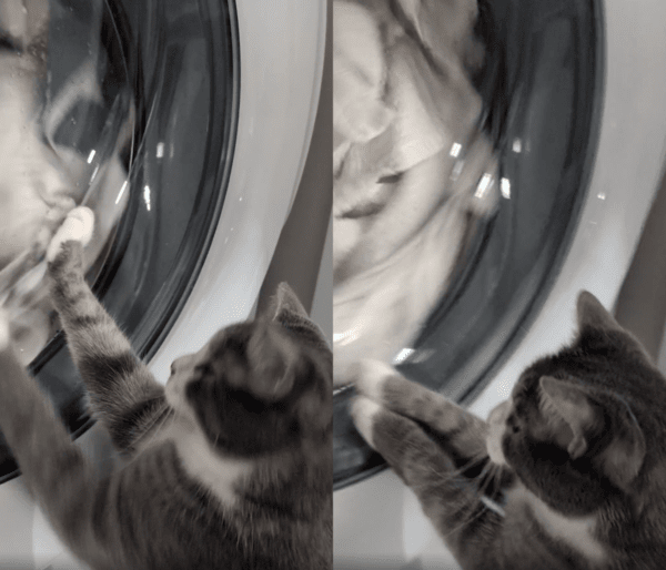 출처 : Reddit / 드럼세탁기 안을 계속 보며 긁고 있는 프레첼
