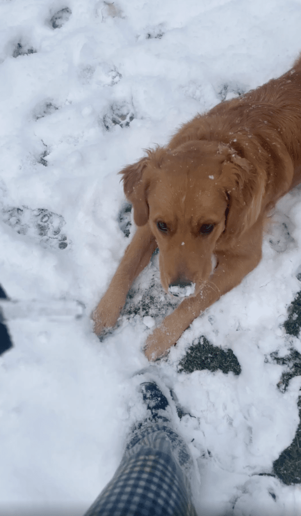 출처 : Reddit / 고드름을 기다리고 있는 골든 리트리버