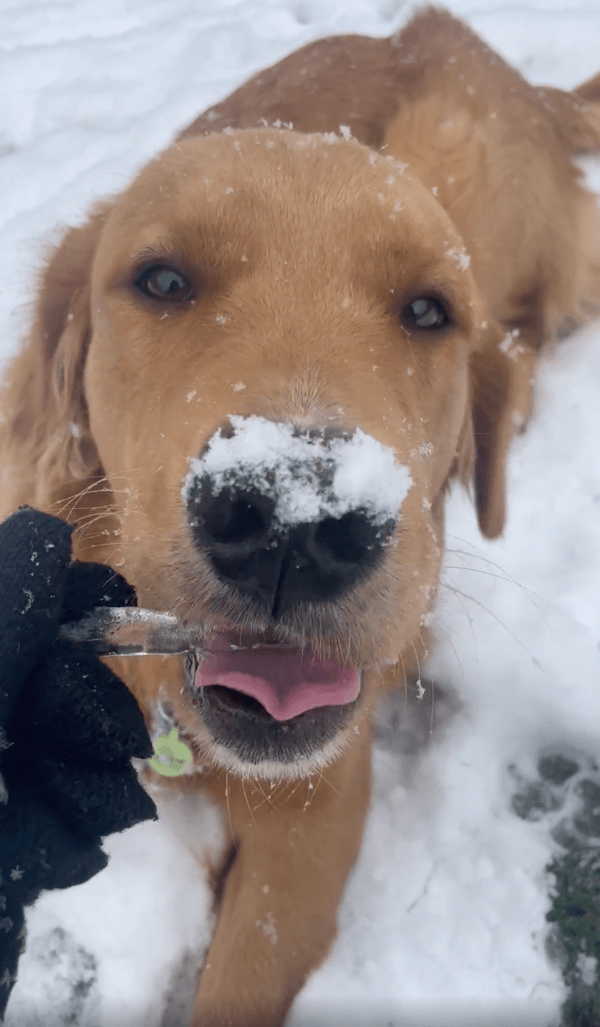 출처 : Reddit / 고드름을 맛있게 먹고 있는 골든 리트리버