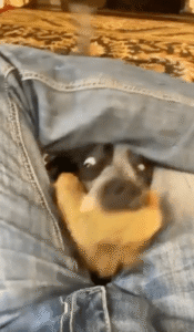 인형을 들고 주인과 놀고 싶어하는 강아지의 행동은?