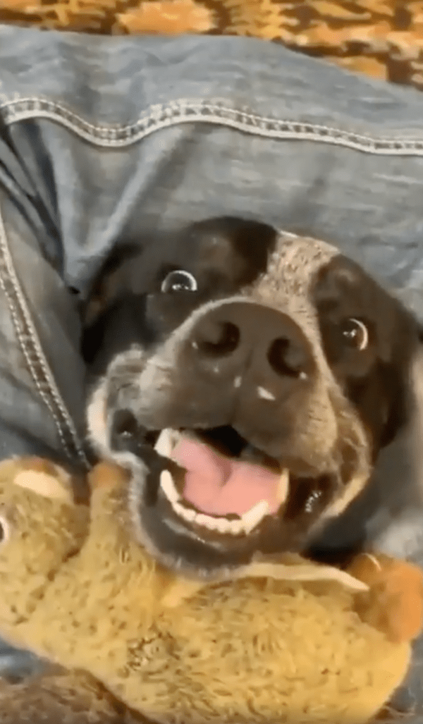 출처 : Reddit / 순진 난만한 강아지의 웃고 있는 표정