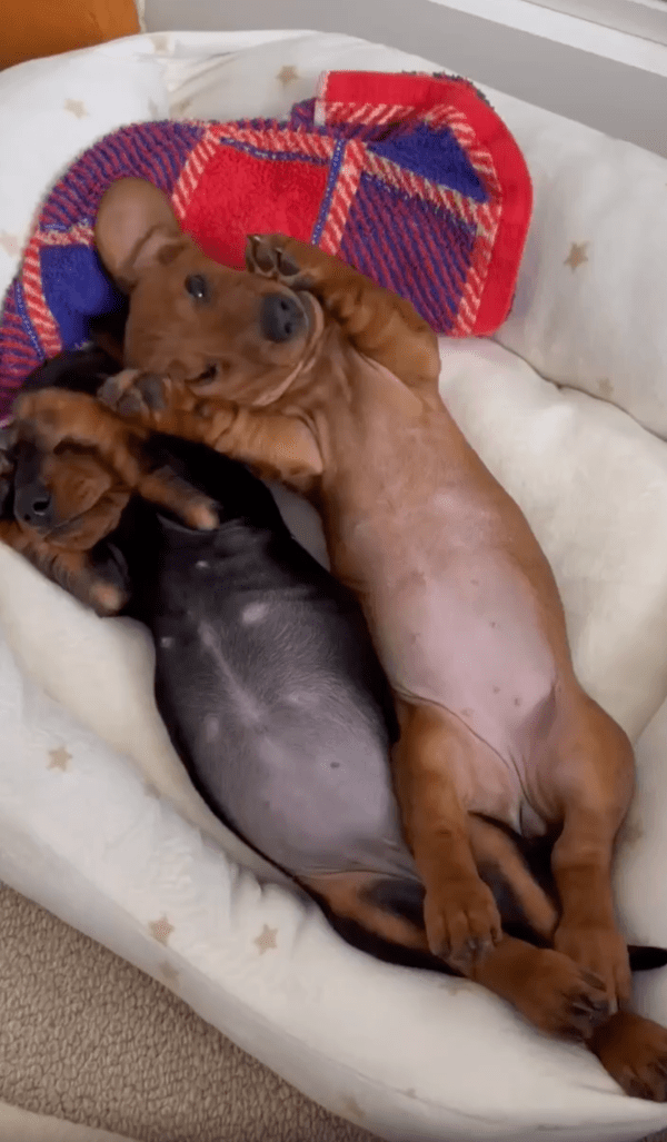 출처 : Reddit / 누워 있는 아기 닥스훈트 2마리