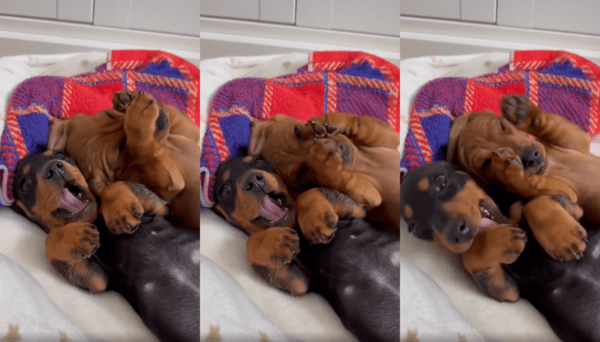 출처 : Reddit / 고양이 세수를 하는 듯한 아기 닥스훈트들