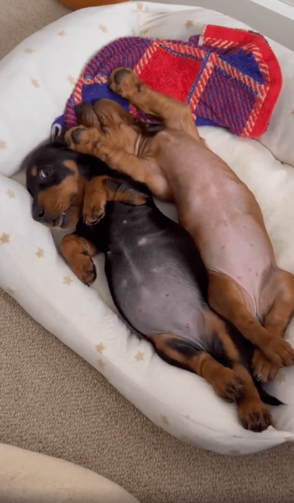 출처 : Reddit / 사이 좋게 누워 있는 아기 닥스훈트 2마리