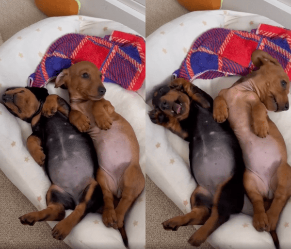 출처 : Reddit / 서로 붙어서 누워 있는 아기 닥스훈트 두마리