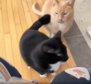 나와 다른 고양이는 믿지 못하겠어! 턱시도 고양이의 불신?