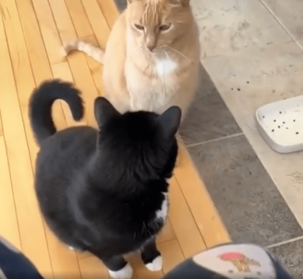 출처 : Reddit / 치즈 태비 고양이를 바라보는 턱시도 고양이