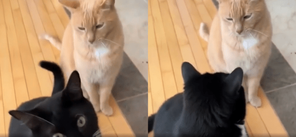 출처 : Reddit / 계속 해서 뒤를 돌아보는 턱시도 고양이