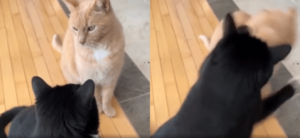 출처 : Reddit / 결국 손이 먼저 나간 턱시도 고양이와 가만히 있다 맞은 치즈 태비 고양이