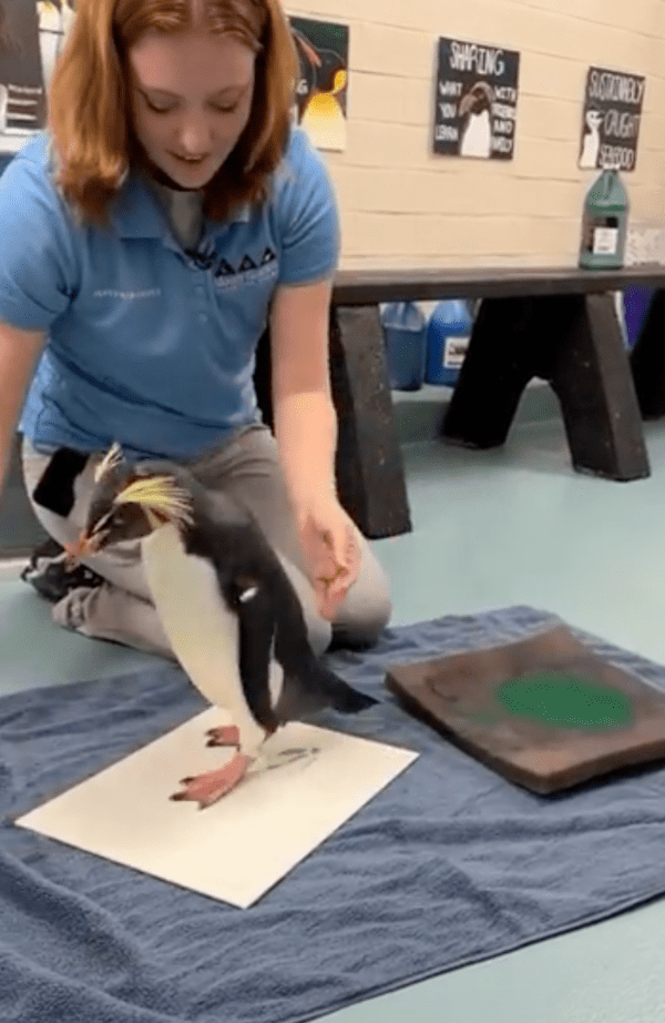 출처 : Reddit / 도화지 위에 발자국을 찍는 볏왕관펭귄