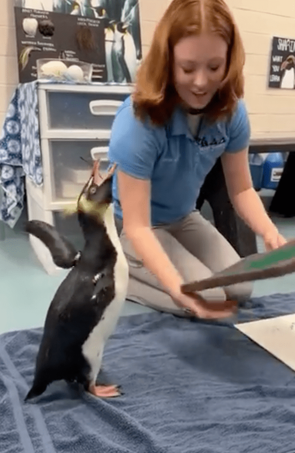 출처 : Reddit / 칭찬 받고 환호하고 있는 볏왕관펭귄