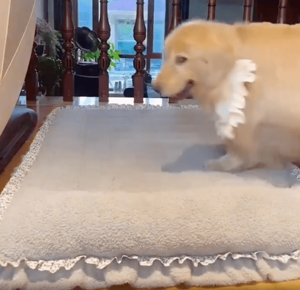 출처 : Reddit / 낮잠 자려고 오는 골든 리트리버