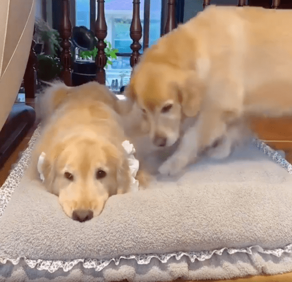 출처 : Reddit / 누워 있는 골든 리트리버 옆으로 다가오는 다른 골든 리트리버