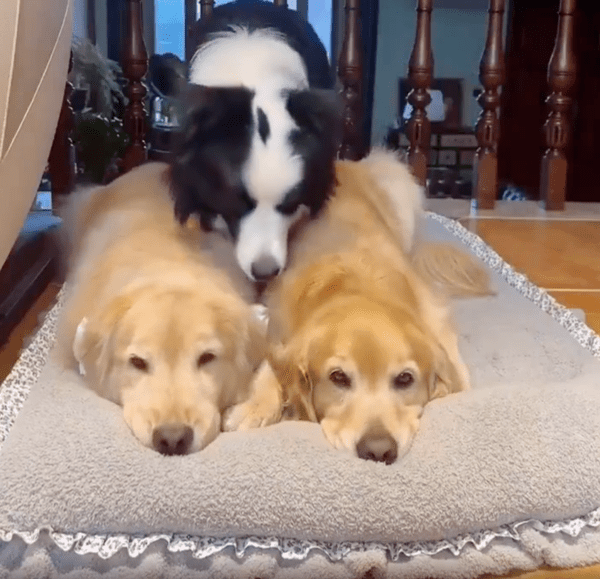 출처 : Reddit / 리트리버들 사이로 들어오는 보더콜리