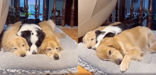 출처 : Reddit / 침대 하나에서 사이좋게 자고 있는 골든 리트리버들과 보더콜리