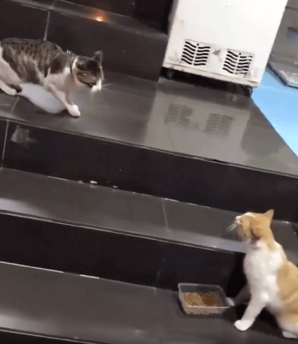 출처 : Reddit / 서로 경계 중인 고양이 2마리