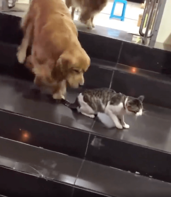 출처 : Reddit / 사고 칠 것 같은 고양이를 데리고 가려는 골든 리트리버