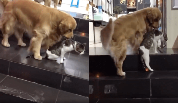 출처 : Reddit / 고양이를 물어 데리고 가는 리트리버와 반성하는 듯한 고양이
