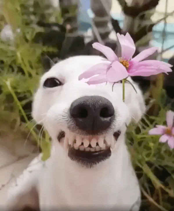 출처 : Reddit / 꽃을 물고 웃고 있는 이탈리안 그레이하운드