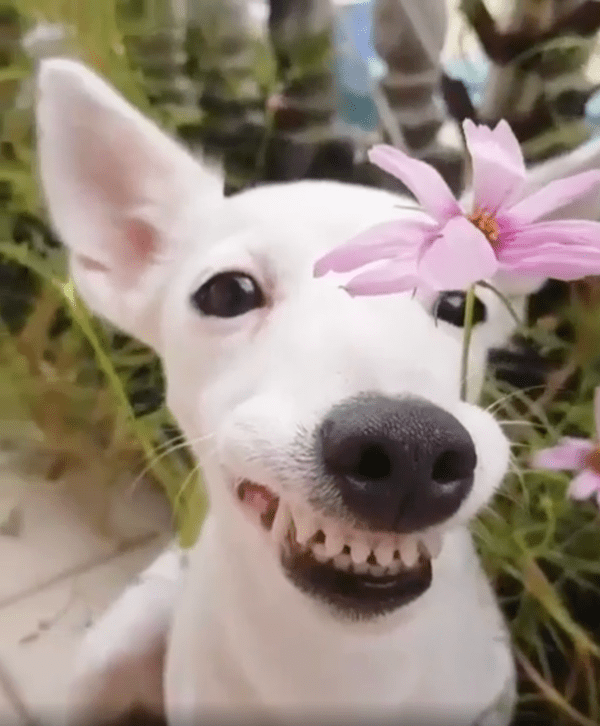 출처 : Reddit / 귀를 쫑긋 세운 채 웃고 있는 이탈리안 그레이하운드