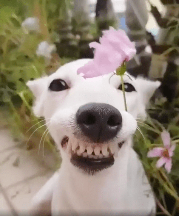 출처 : Reddit / 귀가 움직여도 입은 그대로인 이탈리안 그레이하운드