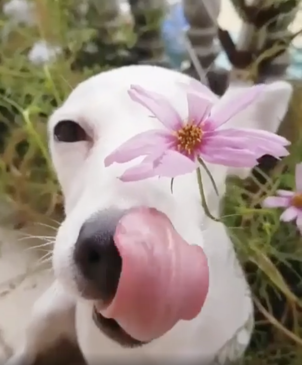 출처 : Reddit / 혀를 할짝거리며 꽃을 물고 있는 이탈리안 그레이하운드