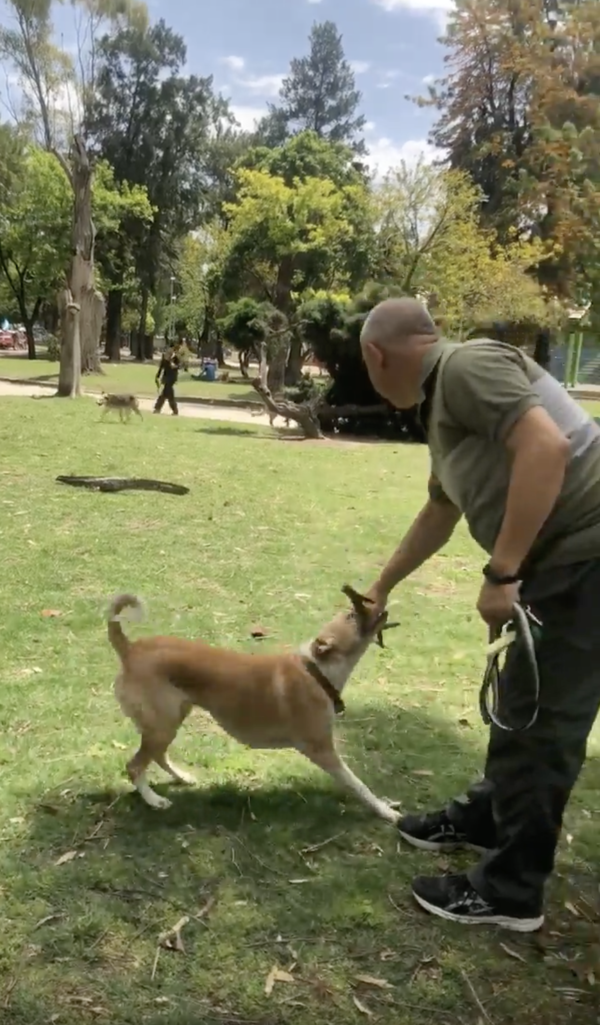 출처 : Reddit / 주인에게서 나뭇가지를 뺏으려는 강아지