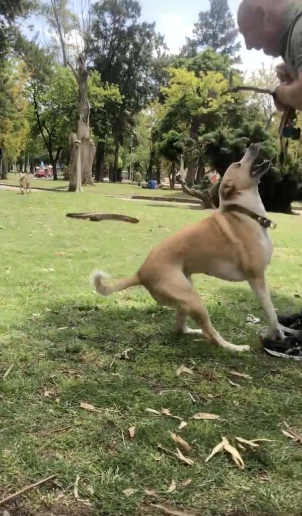 출처 : Reddit / 나뭇가지를 던지려는 주인과 신나서 기다리는 강아지