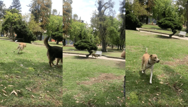 출처 : Reddit / 주인이 던진 나뭇가지를 물고 돌아오는 강아지