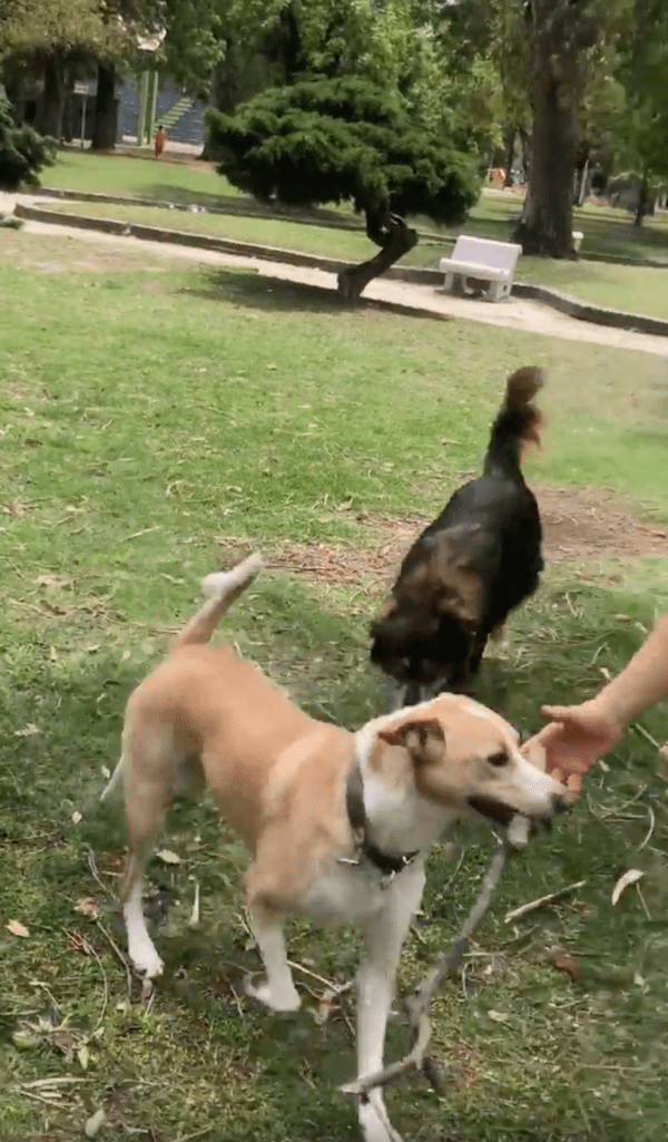 출처 : Reddit / 주인을 피해 나뭇가지를 물고 도망가는 강아지