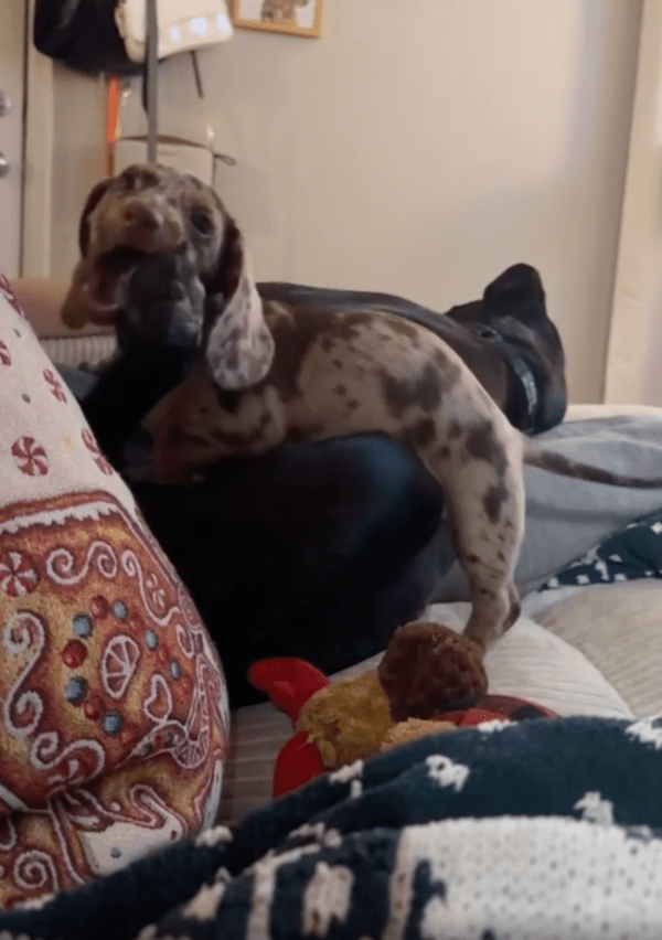 출처 : Reddit / 자기 발을 물고 있는 닥스훈트를 바라보는 대형견