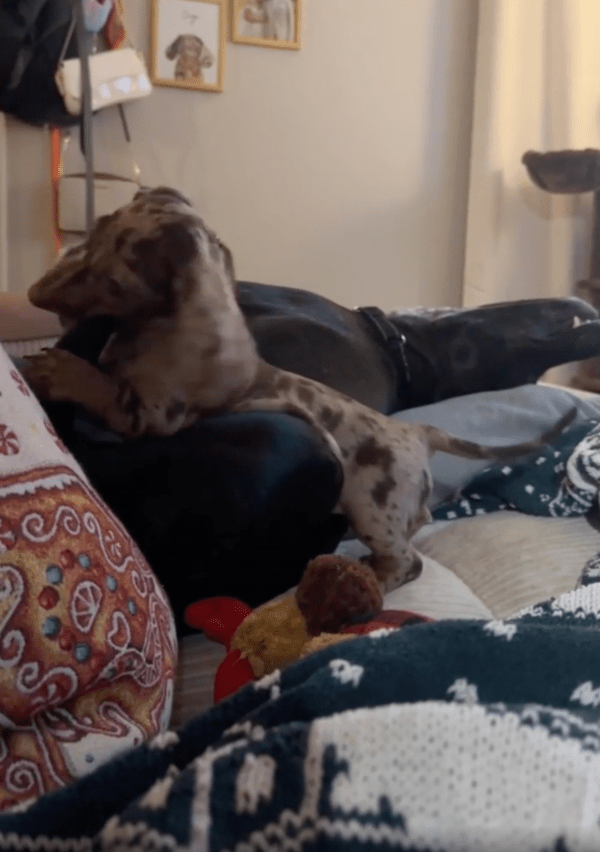 출처 : Reddit / 닥스훈트가 슬슬 귀찮은 대형견