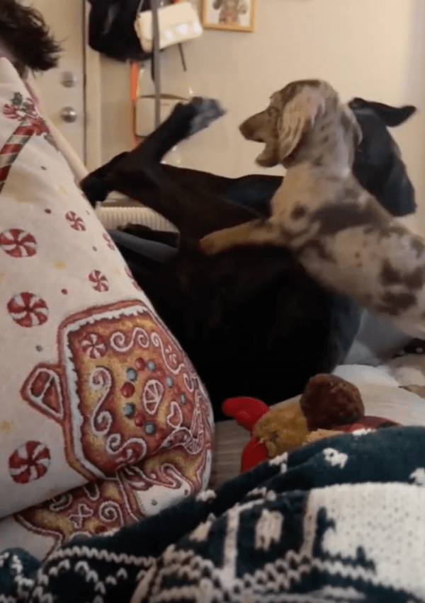 출처 : Reddit / 결국 참지 못하고 몸부림치는 대형견