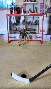 한 골도 내어 줄 수 없는 셰퍼드 아이스하키 선수!