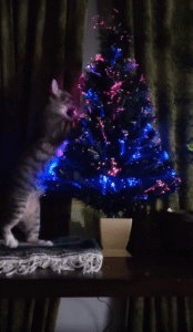 고양이가 거대한 것일까? 아니면 트리가 작은 것일까?