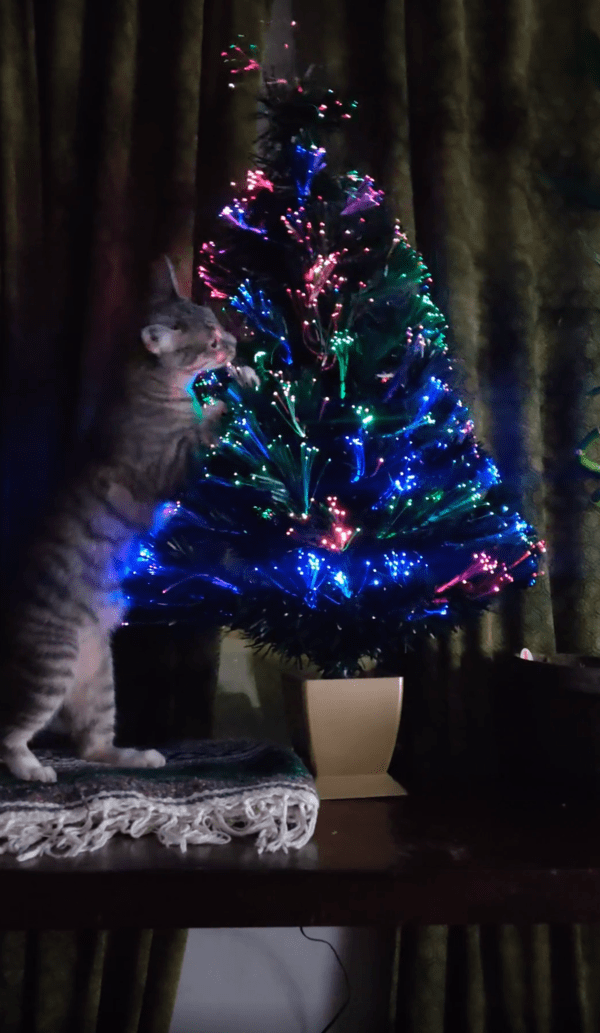 출처 : Reddit / 크리스마스트리에 매달려보는 고양이