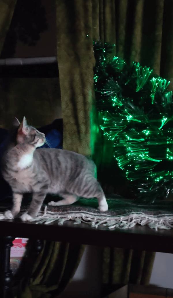 출처 : Reddit / 쓰러지는 트리에 당황한 고양이