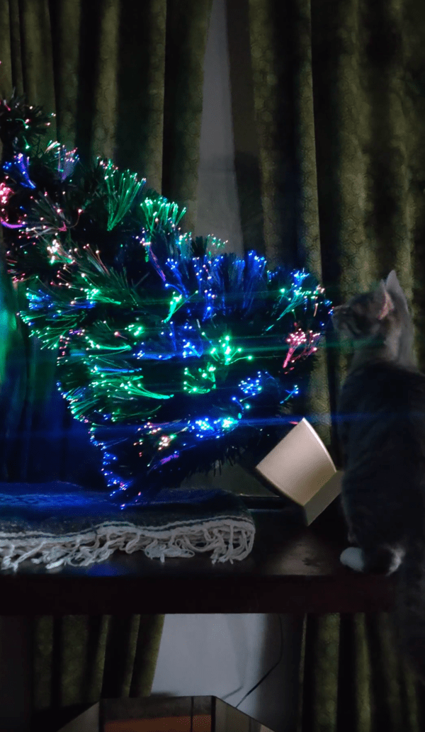 출처 : Reddit / 쓰러진 트리 주변을 배회하며 바라보는 고양이