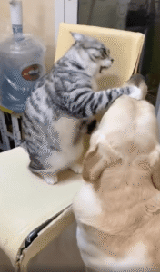 좌우로 냥펀치 냥냥! 고양이와 리트리버의 장난? 아니면 싸움인가?