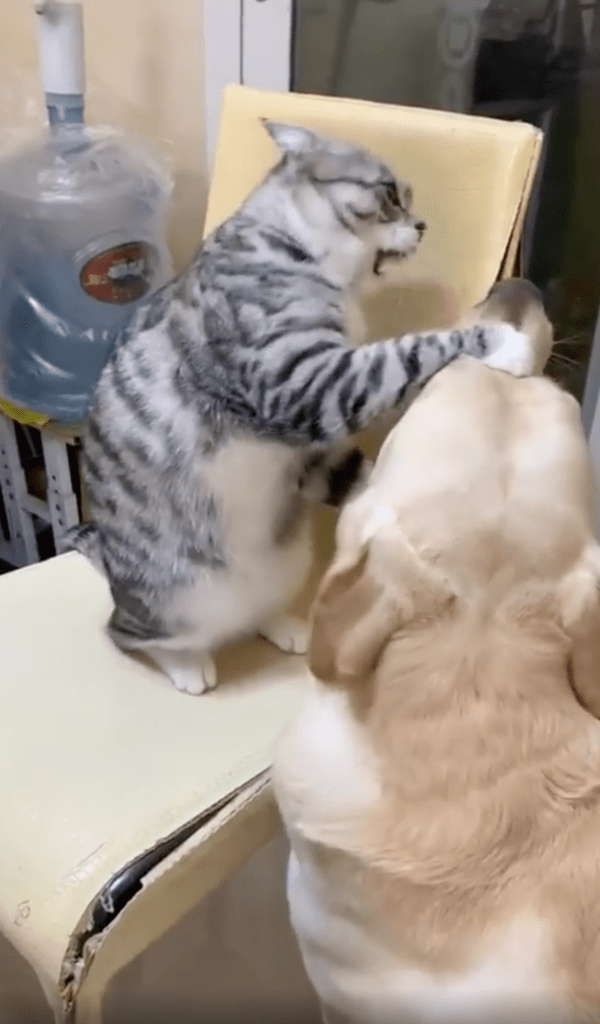 출처 : Reddit / 골든 리트리버를 때리고 있는 고양이