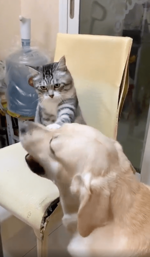 출처 : Reddit / 냥펀치를 날리는 고양이와 맞고 있는 리트리버의 우정?