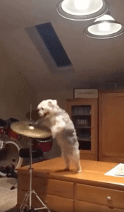 엄청난 속도로 드럼을 치며 짖기까지 하는 강아지?