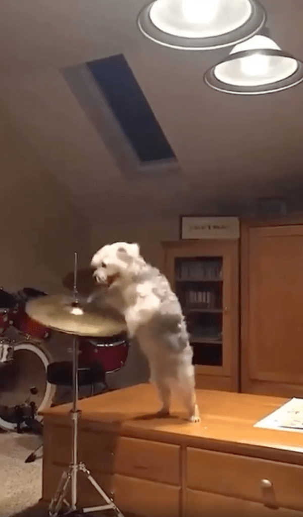 출처 : Reddit / 엄청난 속도로 드럼을 치고 있는 강아지