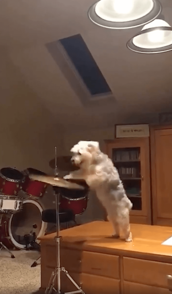출처 : 빠르게 드럼을 치며 신이 난 강아지