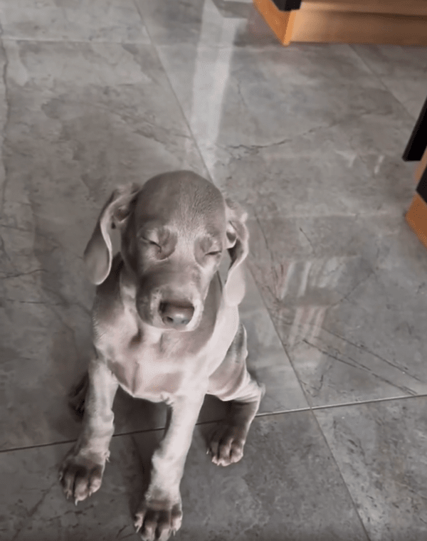 출처 : Reddit / 꾸벅꾸벅 앉아서 졸고 있는 강아지