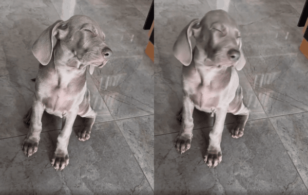 출처 : Reddit / 꾸벅꾸벅 졸고 있는 아기 강아지