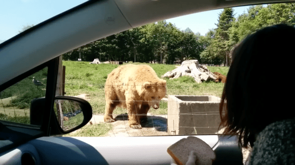 출처 : Reddit / 곰을 쳐다보고 있는 차 안의 사람