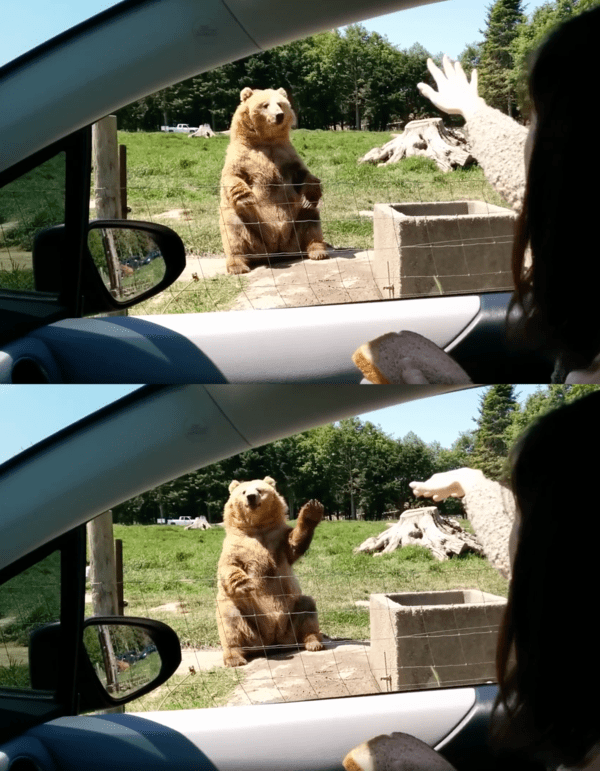 출처 : Reddit / 곰에게 인사를 건네는 사람