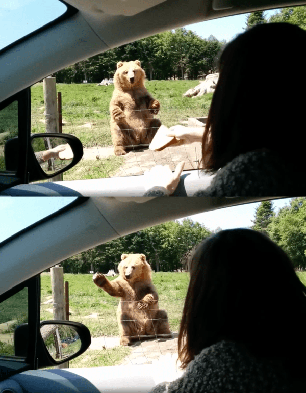 출처 : Reddit / 곰에게 식빵을 던지자 한 손으로 잡아내는 곰